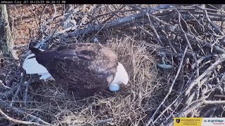 Eagles Jolene and Boone welcome first egg in new nest built after Helene