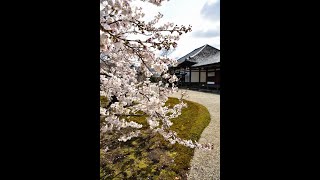 冬花の椿と春花の涅槃桜咲く～奈良県　奈良市　元興寺　写真紀行　2021