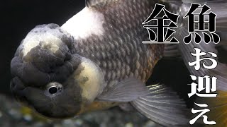 【中国金魚】羽衣オランダお迎え