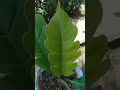 matoda philodendron plants rare ito