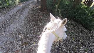 【ゴープロ】外乗で知らん道を行く　horse trekking on an unfamiliar road 【GoPro】