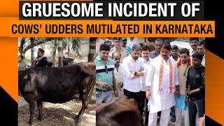 Gruesome Incident in Bengaluru as Udders of 3 Cows Mutilated | One Person Arrested for the Crime