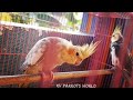 #Birds galatta with singing #Cockateilfun # budgiesplaying # பறவைகளின்சேட்டைகள்  #