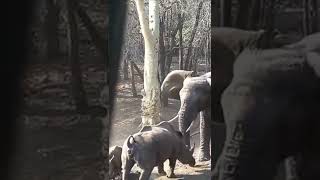 Elephant Vs Rhinoceros fight #shorts