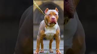 Shocking Pitbull Dog Facts Revealed