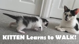 Kittens Stumble While Learning to Walk!