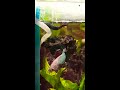 betta splendens pair mating kampffisch pärchen bei der paarung