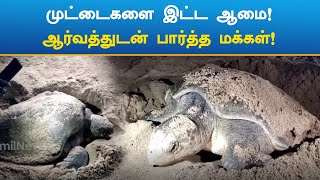 கடல் முட்டைகளை இட்டுச் சென்ற ஆமை! |  sea​​turtle