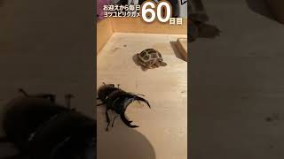 お迎え60日目♪ヨツユビリクガメの毎日成長記録です。オオクワガタと日光浴という日常。