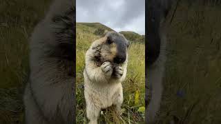 Cute wild animals bobak marmot  61