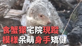 食蟹獴宅院現蹤 模樣呆萌身手矯健【央廣新聞】