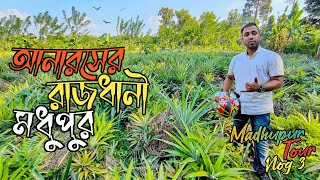 আনারসের রাজধানী মধুপুর,টাংগাইল।Modhupur Pineapple,Tangail।Siam Vlog