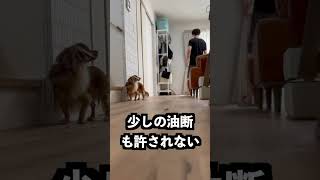 飼い主がバナナ落としたら忍者すぎた！ #shorts