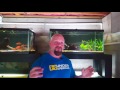 How to Quarantine Fish (A Microbiology Professor's Perspective)
