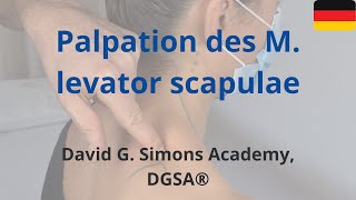 Palpation des M. levator scapulae