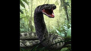 এত বড়ো সাপ হয়তো কেউ দেখে নি। wao it's vary big snake