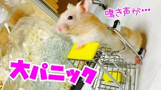 警戒心がないハムスター放し飼いすると大パニックなる　おもしろ可愛い動物