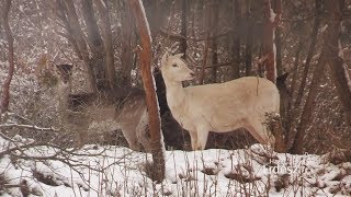 Madárszemmel - Beköszöntött a Tél a Koloska-völgybe - 2018. december