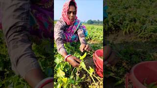 Fresh Green Peas: Harvesting by Women Farmer #shorts