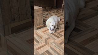 ഈ അനുസരണ എവിടുന്ന് കിട്ടിയതാണാവോ #dogs #trending #viralvideo