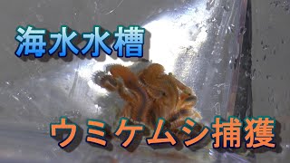 ウミケムシ　捕獲