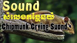 Chipmunk Crying Sound