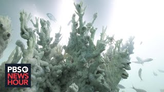 Record-breaking ocean heat triggers massive coral reef bleaching