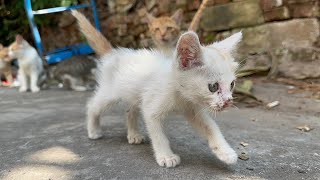 流浪小奶猫超级懂事，今天带它去医院检查，它非常乖巧配合