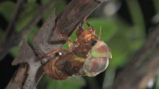 アブラゼミ羽化ＨＤ The emergence of the large brown cicada　HD version