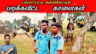 இந்த மாடு இப்படி பாயுது😱பள்ளபட்டி ஜல்லிக்கட்டு #trending #comedy #saranc #sarancamma #saran