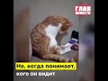 Этому коту показали видео с хозяином 😭❤