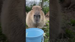 もしゃもしゃマリー　カピバラ　袖ヶ浦ふれあいどうぶつ縁