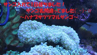 サンゴ入れて1日経ちました！ハナブサツツマルサンゴ全開！(^_-)-☆