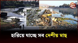 নদীর নাব্যতা সংকট আর দূষণে হারিয়ে যাচ্ছে দেশীয় মাছ | Habigonj Fish | Channel 24