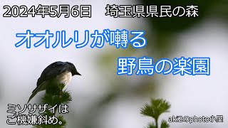 関東の探鳥　埼玉県県民の森2024年5月6日 オオルリさんが激しく囀っていました。