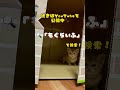 子猫のお迎え初日の気持ち　 cat 保護猫 ねこ 猫 子猫 お迎え スコティッシュフォールド 折れ耳