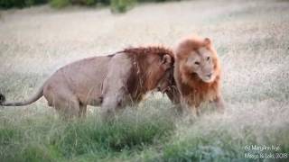 Mdogo and Loki hugs, Maasai Mara lion brothers, #bffs