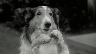 Lassie stunts ep 7 Lassie carries birds