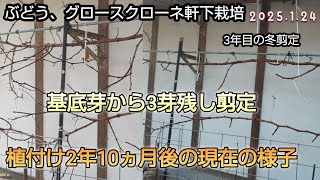 ぶどう軒下栽培（20）3年目の剪定、基底芽3芽残し、グロースクローネ