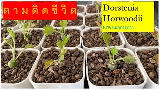 ตามติดชีวิตมะพร้าวทะเลทราย dorstenia horwoodii EP9: แยกกระถาง