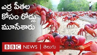 Crabs Shutdown Roads : రోడ్లపైకి వచ్చిన కోట్లాది పీతలు, వాహనాలు నడవకుండా రోడ్లు మూసివేత | BBC Telugu