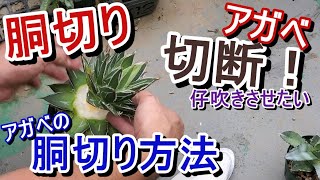 【胴切り】アガベの胴切り方法！ 仔吹きさせたい・株のリセットなど、上下切断の胴切り方法【Agave】【園芸】