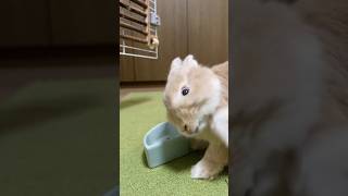 食事中に...  #rabbit #bunny #うさぎ