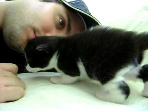 Polydactyl kitten Rasta 3 weeks old Polydactyl kitten Rasta 3 weeks old