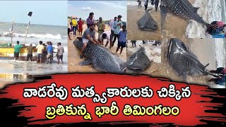 బ్రతికున్న భారీ తిమింగలం | huge fish caught in a net | Chirala Vadarevu | Vega News