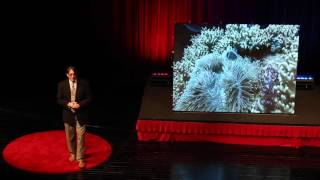 SEASFiRE: Shifting the Paradigm of Education | Christian Ogle | TEDxShanghaiAmericanSchool
