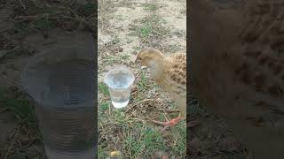 Beautiful Teetar drinking Water #shorts #birds #teetarbird