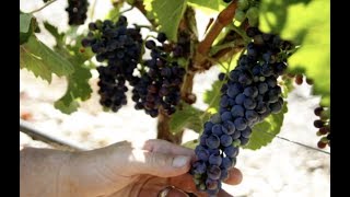 Cowhorn Biodynamic Vineyard and Winery