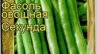 Фасоль овощная Секунда. Краткий обзор, описание характеристик, где купить семена Secunda