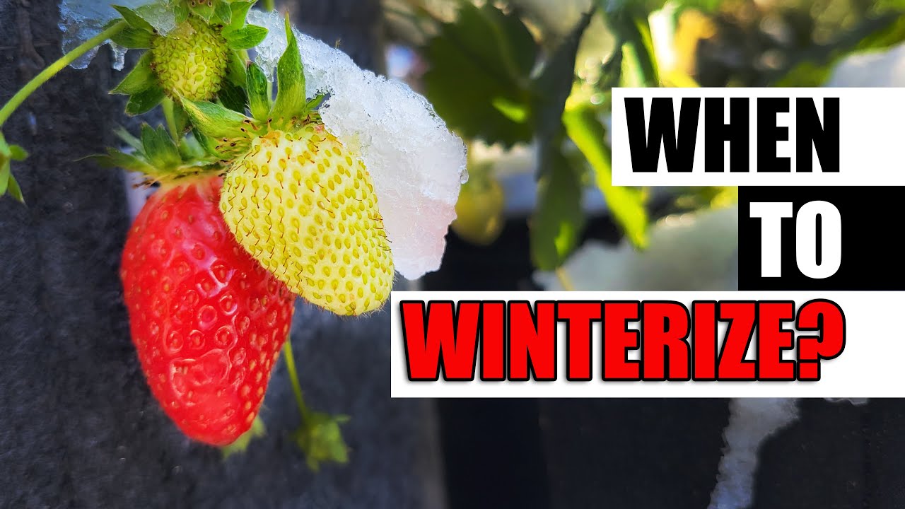 When To Winterize Your Strawberries - Garden Quickie Episode 175 - YouTube